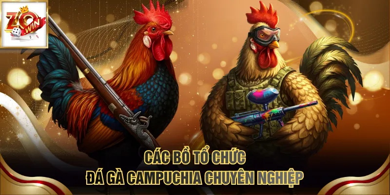 Top Các Bồ Đá Gà Campuchia Chuyên Nghiệp & Uy Tín Nhất 3 Các bồ tổ chức đá gà Campuchia chuyên nghiệp