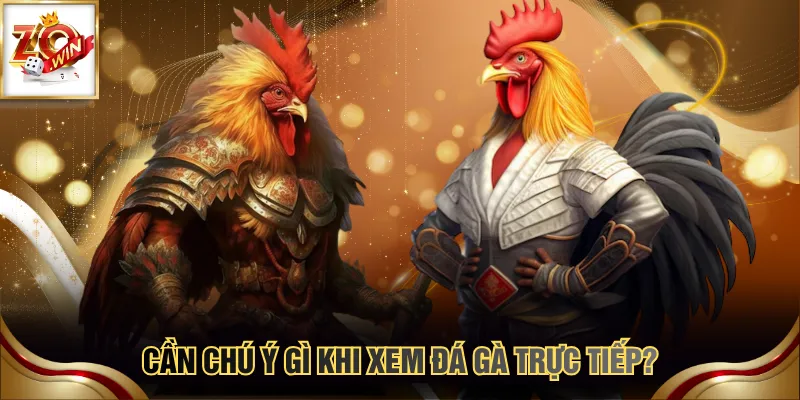 Cần chú ý gì khi xem đá gà trực tiếp?