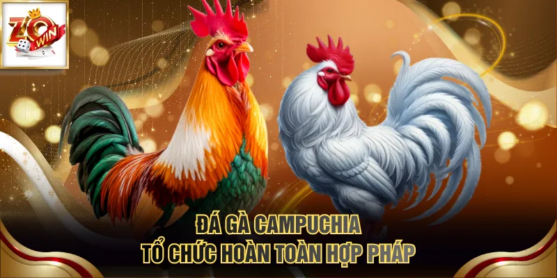 Top Các Bồ Đá Gà Campuchia Chuyên Nghiệp & Uy Tín Nhất 4 Đá gà Campuchia tổ chức hoàn toàn hợp pháp